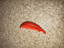 Playmobil Plume Rouge Vintage Grande Chevalier Medieval 3265 3291 3379