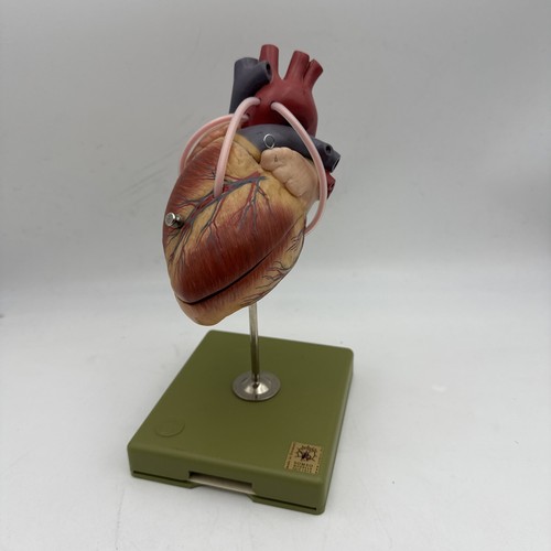 Somso heart model - heart, with