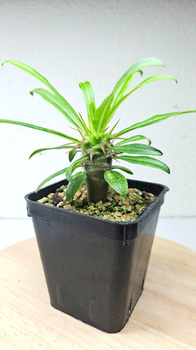 Pachypodium mikea live - mikea, ➡️--live