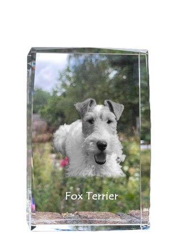 Fox terrier wirehaired - fox,