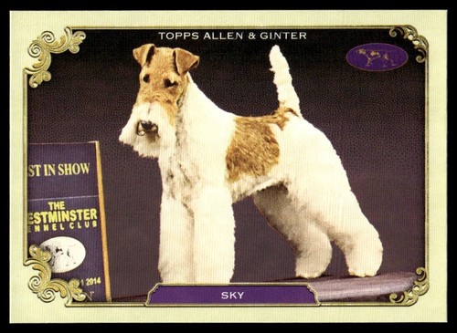 Sky 2024 topps allen - 2024, ginter