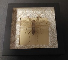 Histoire naturelle entomologie