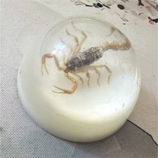Resin Scorpion Dome Ornament