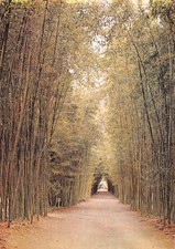 30 ANDUZE ALLEE DE BAMBOUS