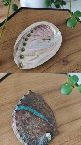 Coquille ormeau 13 cm - à,