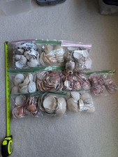 450 Scallop Shells Found in