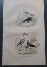 Gravure oiseau 19° rehaussé