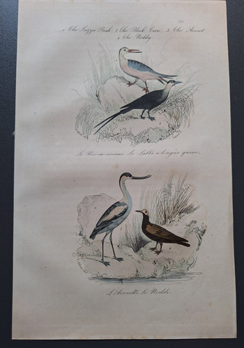 Gravure oiseau rehaussé - oiseau,