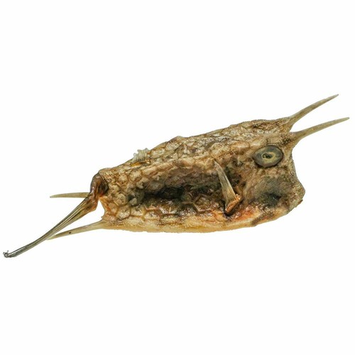 Poisson cowfish quadricornis