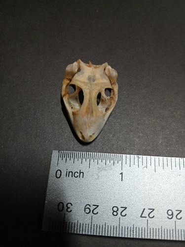 Real tokay lizard skull - tokay,