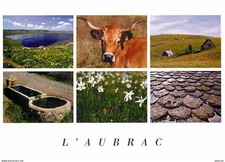 Animaux - Vaches - Aubrac -