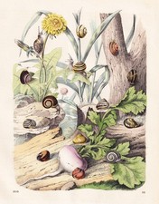 Escargots Coquilles Mollusques