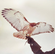 JM Airis Wild Birds (Vinyl)