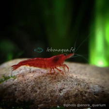 Lot de 10 Crevettes Bloody Mary pour Aquarium Eau Douce - lebonaqua