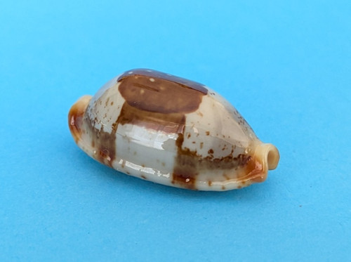 Cypraea stolida mm - 27,4, gem