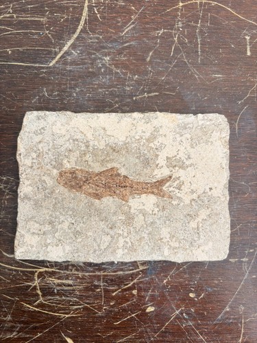 Poisson fossile dapalis - poisson,