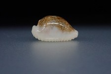 45 - Sea shells -Cypraea  dayritiana dani (var) - Philippines - 19.4 mm