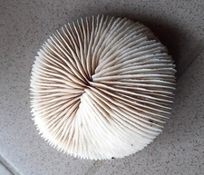 Très beau coussin de requin de CORAIL