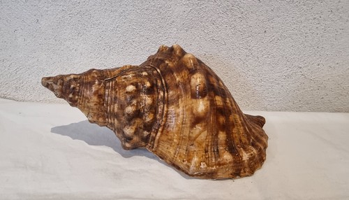 Gros coquillage cm - 24, /
