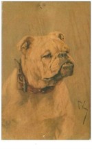 CHIENS.n°72.PORTRAIT D'UN CHIEN TYPE BOULEDOGUE.VOIR ETAT