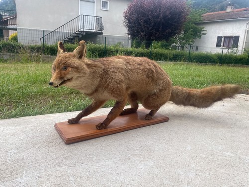 Renard roux naturalisé