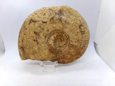 Une belle ammonite  de 12 cm