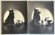 Lot 2 Photo Vintage 1930 Portrait Duo Chien Acteur Cinéma Art Deco Studio Piaz