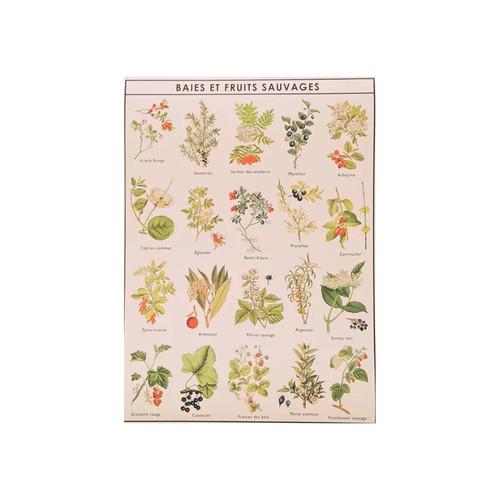 Poster baies fruits - poster,