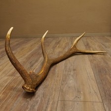 Rothirsch Tige 8 Pans Poids