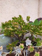 ?  CRASSULA OVATA "HOBBIT" - 12 FEUILLES à bouturer ?
