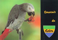 GABON LIBRE PERROQUET GRIS