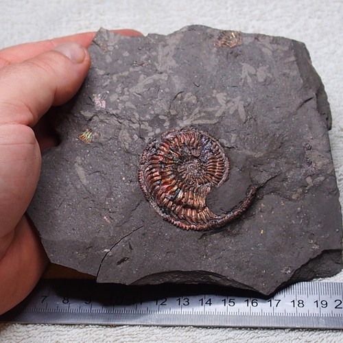 Very rare plate amoeboceras - very,