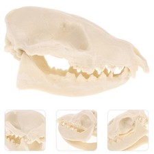  Os D'animaux Décoration