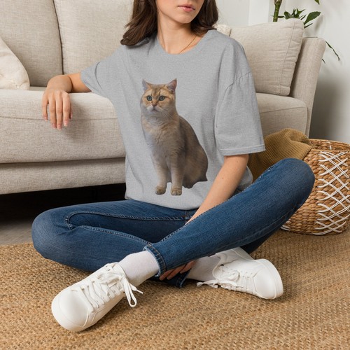 Yellow british shorthair cat - british,