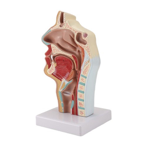 Modèle anatomie la gorge - modèle, d'anatomie