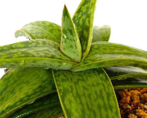 Gasteria mumba ex specks - mumba,