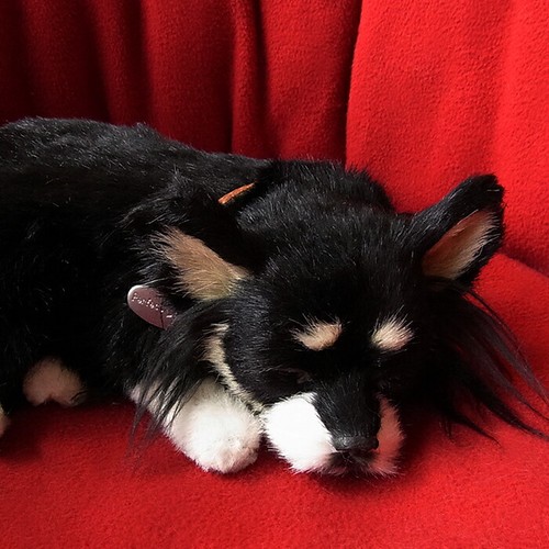 Breathing pet chihuahua - chihuahua, long