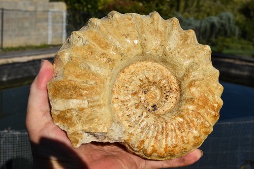 Grande ammonite mortoniceras - grande,