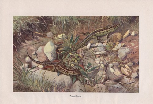 Zauneidechse lacerta agilis - zauneidechse,