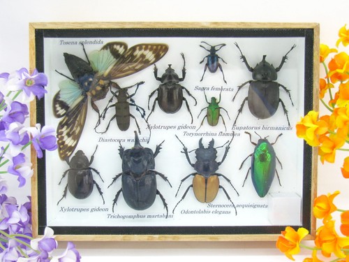 Insectes exotiques réel - -,