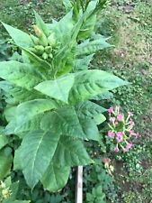 2000 Graines De Tabac Latakia (bio)