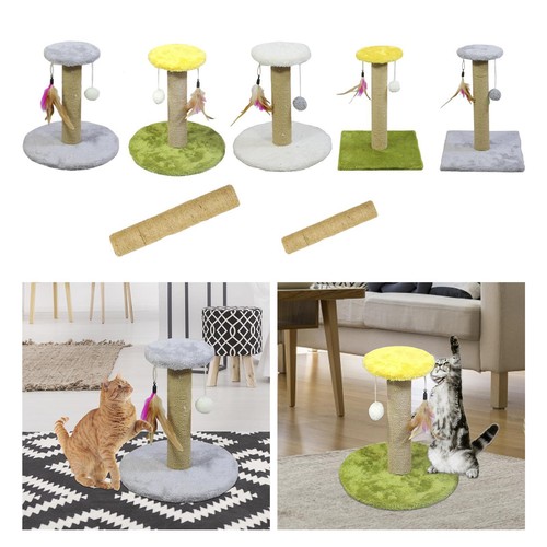 Chat griffoir - chat,