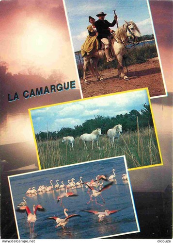 Carte postale camargue - -,