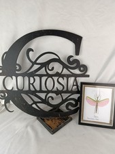 Cadre Phasme Naturalisé