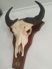 taxidermie massacre de buffle ancien empaillé cabinet de curiosité animaux décor