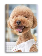 Toile/Cadres Cute Fluffy Dog