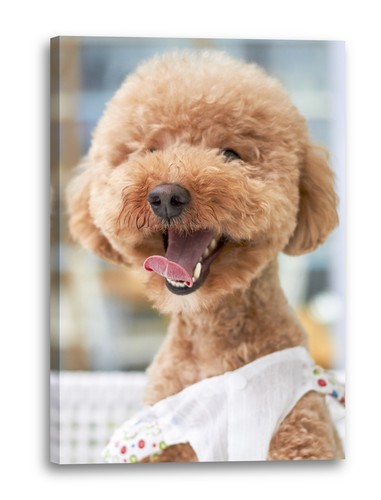 Toile cadres cute fluffy - toile/cadres, dog