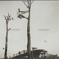 Afrique noir Arbre Photo Stereo PL32P3n Plaque verre Vintage c1910
