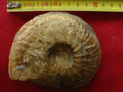 Ammonite oxfordien - de, l'oxfordien
