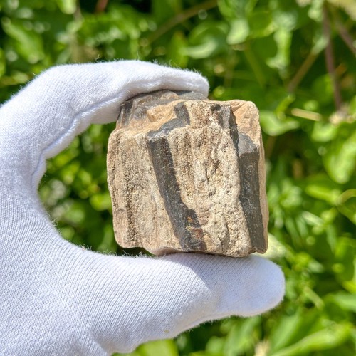 Bois pétrifié naturel brut - , /